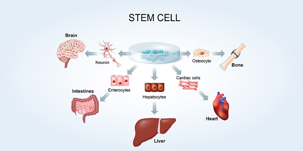 LINE_ALBUM_Cell Therapy_๒๑๑๑๒๙_1